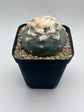 Button Cactus
