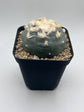 Button Cactus