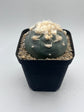 Button Cactus