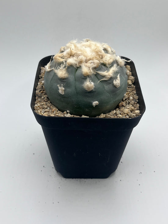 Button Cactus