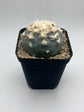 Button Cactus