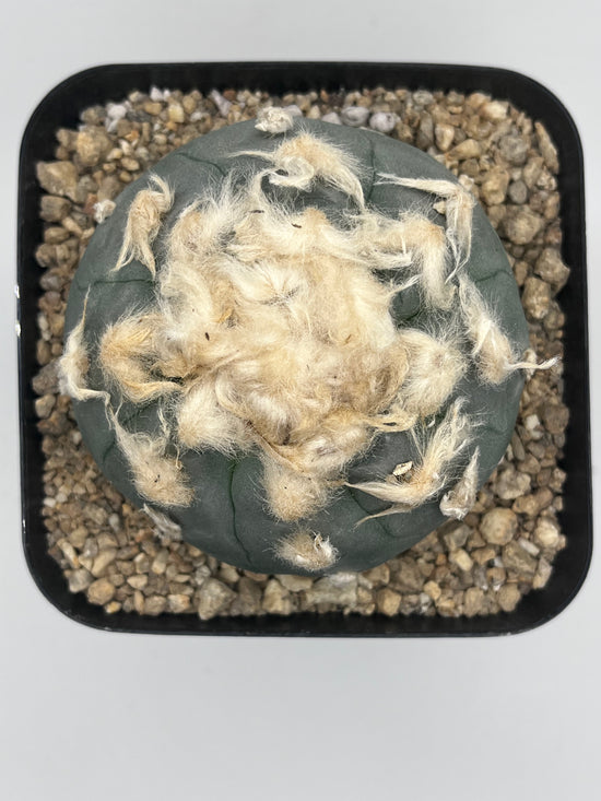 Button Cactus