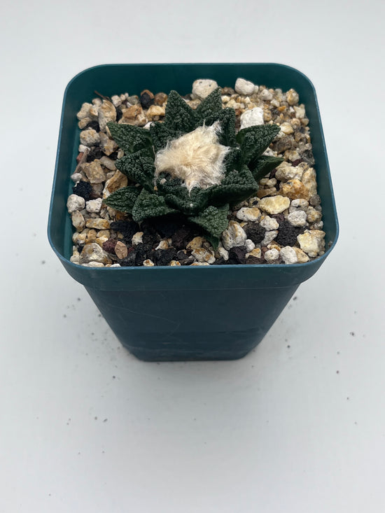 Ariocarpus Hintonii