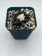 Ariocarpus Hintonii