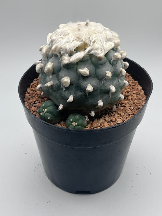 Button Cactus with pups