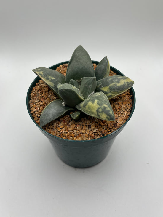 Variegated Ariocarpus Retusus