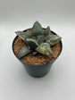 Variegated Ariocarpus Retusus