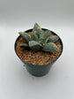 Variegated Ariocarpus Retusus