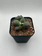 Ariocarpus cv. maruibo trifinger