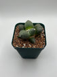 Ariocarpus cv. maruibo trifinger