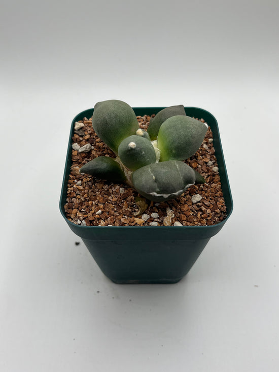 Ariocarpus cv. maruibo trifinger