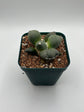 Ariocarpus cv. maruibo trifinger