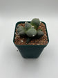 Ariocarpus cv. maruibo trifinger
