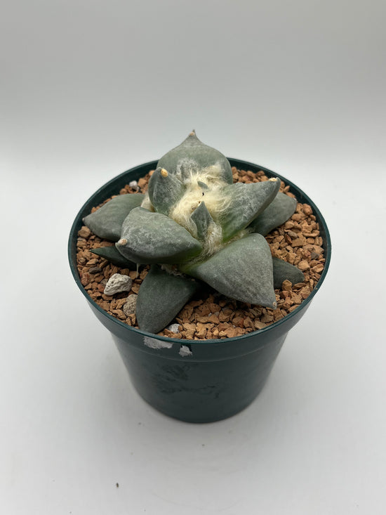 Ariocarpus Retusus