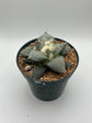 Ariocarpus Retusus