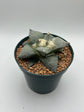 Ariocarpus Retusus