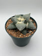 Ariocarpus Retusus