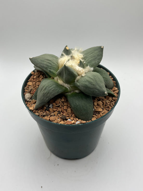 Ariocarpus Retusus