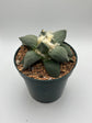 Ariocarpus Retusus