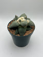 Ariocarpus Retusus