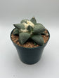 Ariocarpus Retusus