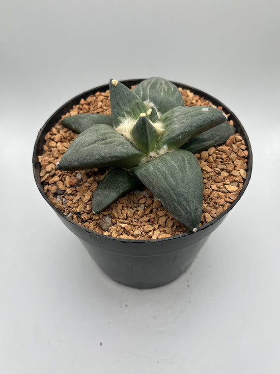 Ariocarpus Retusus
