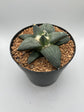 Ariocarpus Retusus