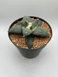 Ariocarpus Retusus