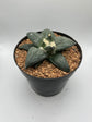 Ariocarpus Retusus