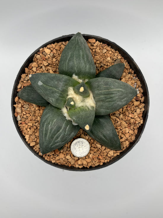 Ariocarpus Retusus