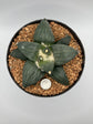 Ariocarpus Retusus