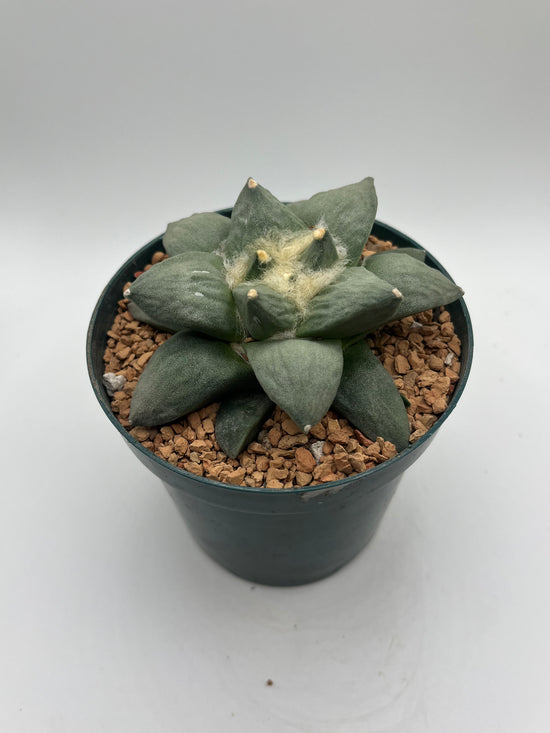 Ariocarpus Retusus
