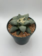 Ariocarpus Retusus