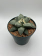 Ariocarpus Retusus