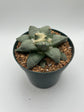 Ariocarpus Retusus