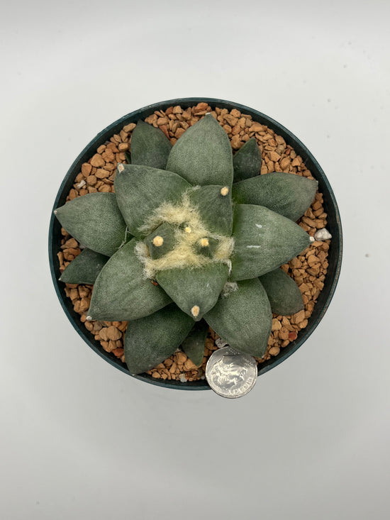 Ariocarpus Retusus