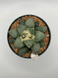 Ariocarpus Retusus