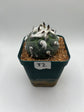 turbinicarpus jauernigii