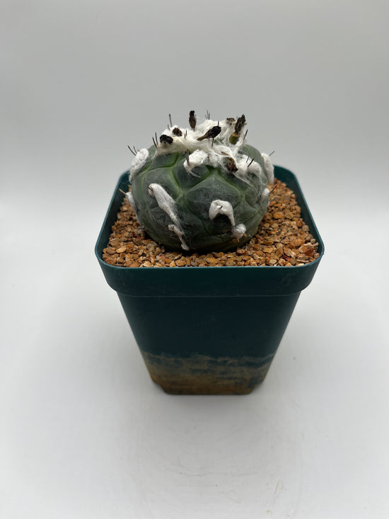 turbinicarpus jauernigii