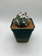 turbinicarpus jauernigii