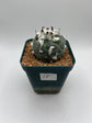 turbinicarpus jauernigii