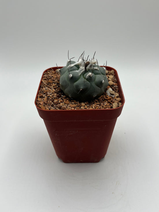 Turbinicarpus lophophoroides × jauernigii