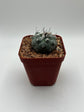 Turbinicarpus lophophoroides × jauernigii