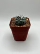 Turbinicarpus lophophoroides × jauernigii