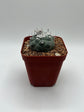Turbinicarpus lophophoroides × jauernigii