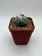 Turbinicarpus lophophoroides × jauernigii