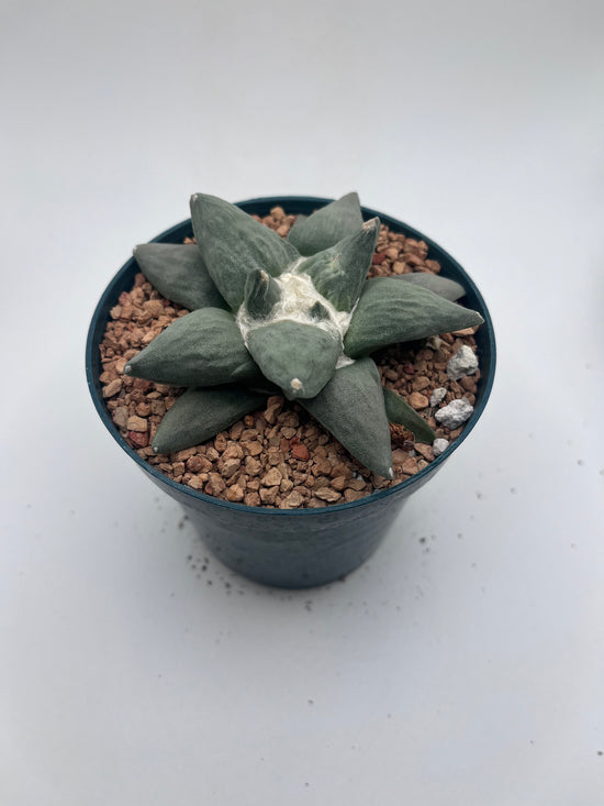 Ariocarpus Retusus