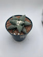 Ariocarpus Retusus