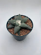 Ariocarpus Retusus
