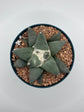 Ariocarpus Retusus